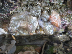 Asterocarpa coerulea