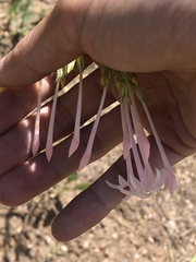 Ipomopsis aggregata candida