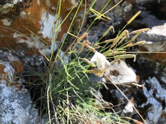 Dianthus acicularis