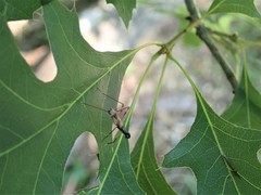 Rainieria antennaepes