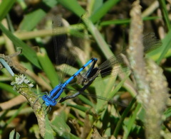 Argia nahuana