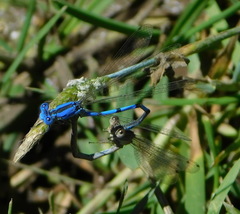 Argia nahuana