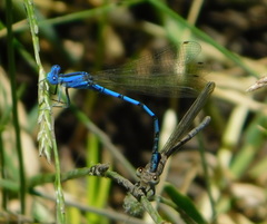 Argia nahuana
