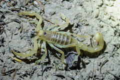 Paruroctonus variabilis