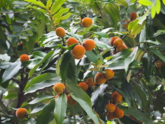 Diospyros blancoi