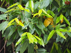Diospyros blancoi
