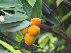 Diospyros blancoi