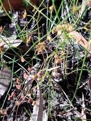 Drosera peltata
