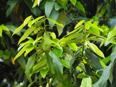 Diospyros blancoi