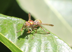 Polistes badius