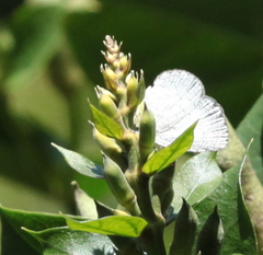 Spalgis lemolea lemolea