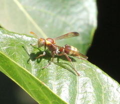 Polistes badius