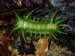 Phocoderma velutina
