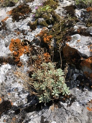 Schivereckia podolica