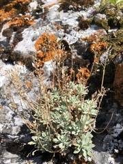 Schivereckia podolica