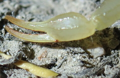 Paruroctonus variabilis