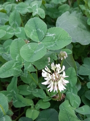 Trifolium repens