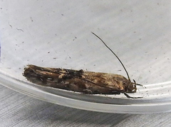 Mompha stellella