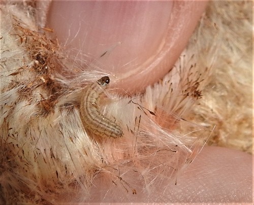 Shy Cosmet Moth, photo 5 of 10