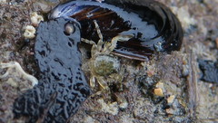 Petrocheles spinosus