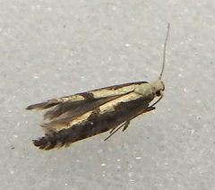 Argyresthia conjugella