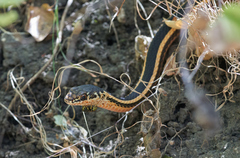 Masticophis lateralis euryxanthus
