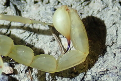 Paruroctonus variabilis