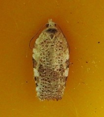 Acleris cervinana