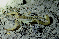 Paruroctonus variabilis