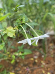 Gardenia nitida