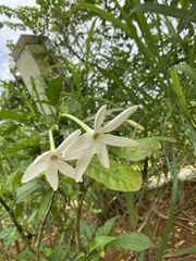 Gardenia nitida