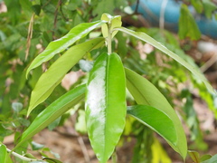 Diospyros blancoi