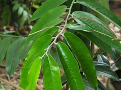 Diospyros blancoi