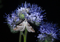 Aplocera praeformata