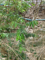 Diospyros blancoi
