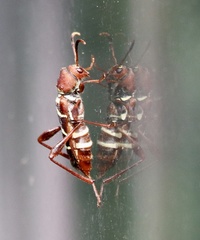 Neoclytus acuminatus