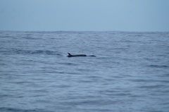 Stenella attenuata