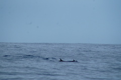 Stenella attenuata