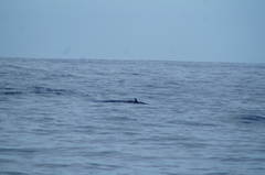 Stenella attenuata
