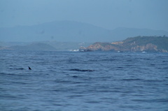 Stenella attenuata