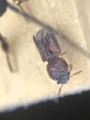 Xylobiops texanus