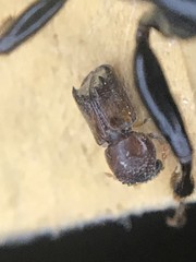 Xylobiops texanus