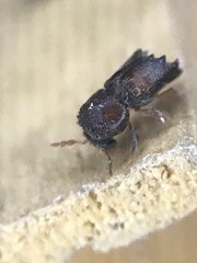 Xylobiops texanus