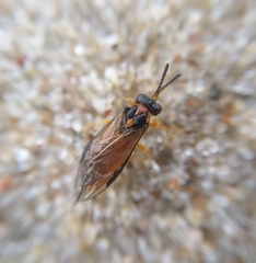 Athalia rosae