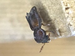 Xylobiops texanus