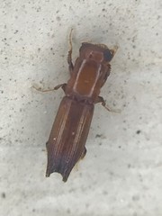 Euplatypus compositus