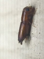 Euplatypus compositus