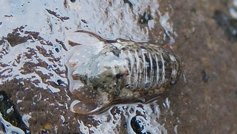 Exosphaeroma obtusum