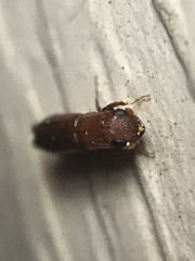 Euplatypus compositus