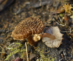 Inocybe atrisquamosa